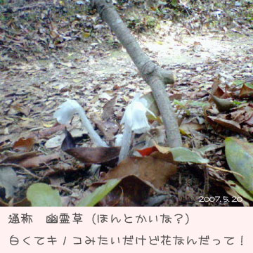 珍しい草見つけました！