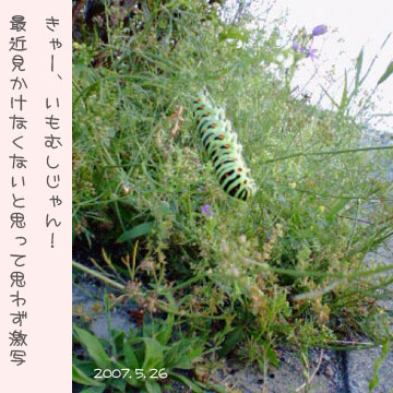 珍しいもの見つけました！