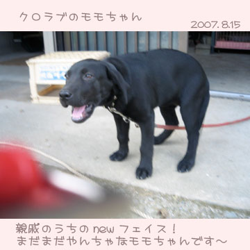 黒ラブのももちゃん2