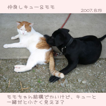 仲良しキューちゃんとももちゃん