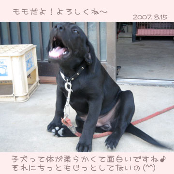 黒ラブのももちゃん1