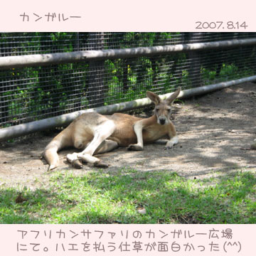 サファリパーク1