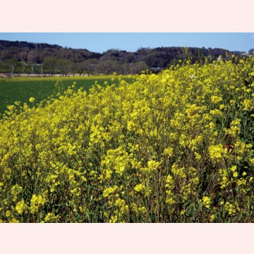 菊池川河川敷の菜の花