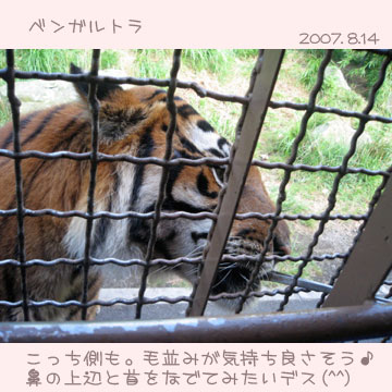 サファリパーク5