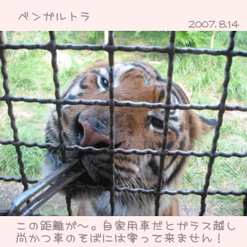 サファリパーク6