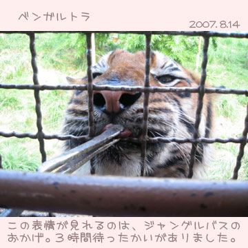 サファリパーク7