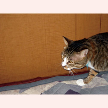 猫のゴローくん