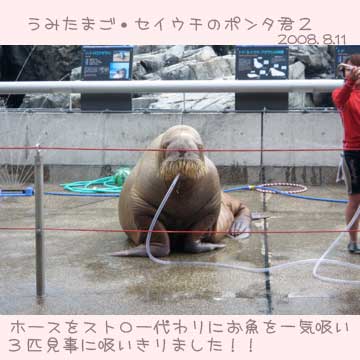 大分うみたまご