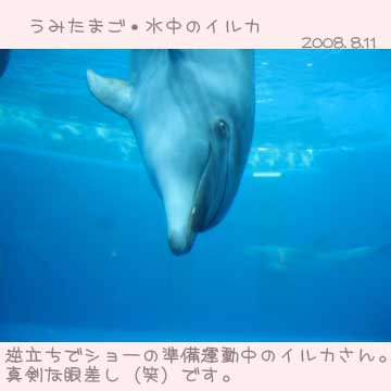 大分うみたまご