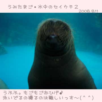 大分うみたまご