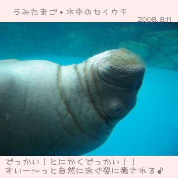 大分うみたまご