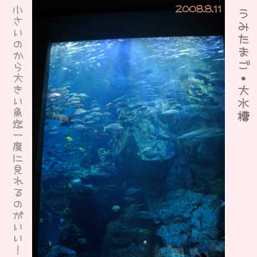 大分うみたまご